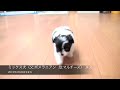 ミックス犬（父ポメラニアン 母マルチーズ）メス　2019年3月26日生まれ