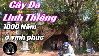 Cây Đa có Ma Linh Thiêng ở vĩnh phúc