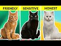 What Your Cat’s Color Says About Their Personality | How To Understand Your Cat Better