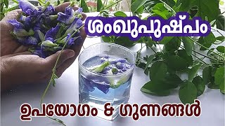 ശംഖുപുഷ്പം ഉപയോഗങ്ങളും ഗുണങ്ങളും | Shankhpushpam Plant | Shankhpushpi uses in Malayalam | Aparajitha