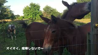 夏なので、心霊写真を公開