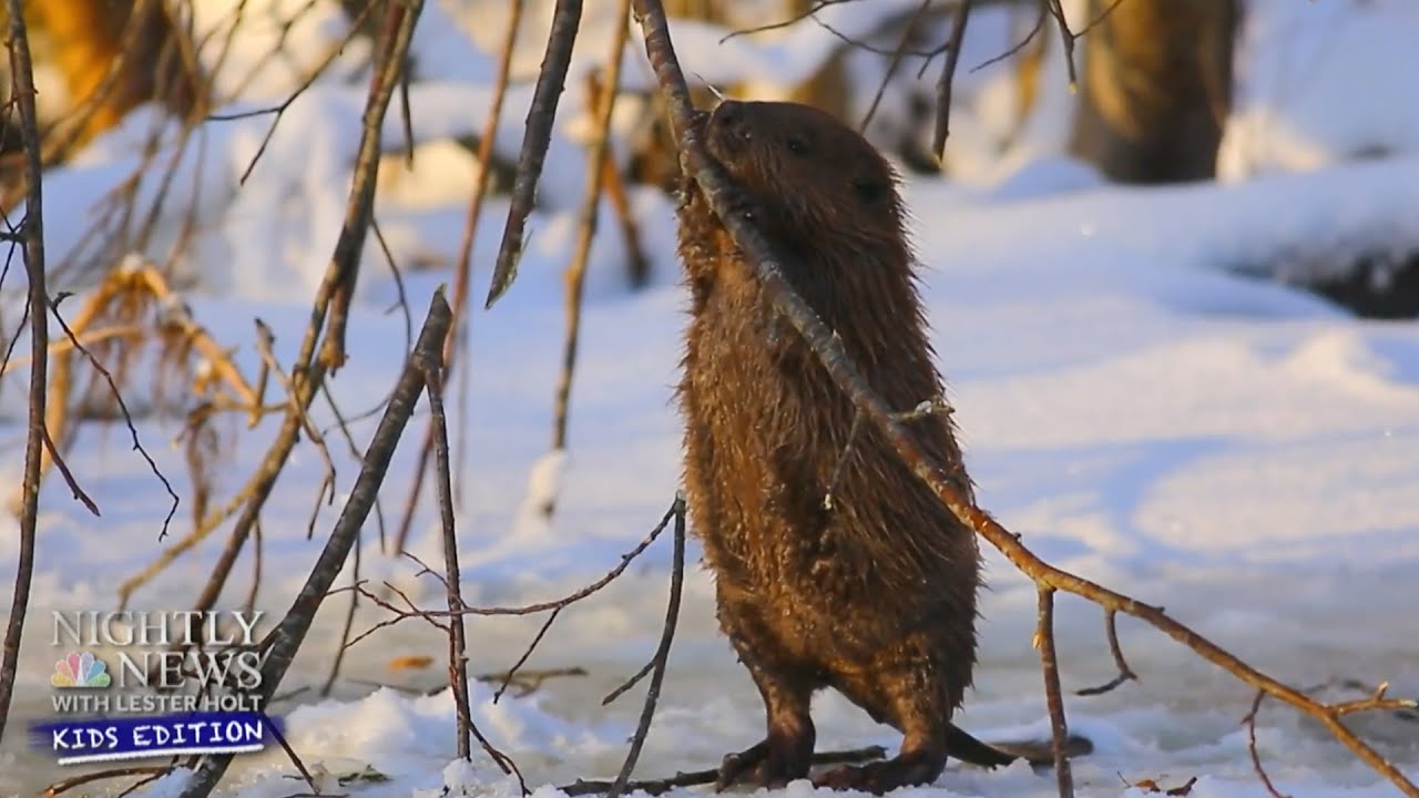 Why Do Beavers Build Dams? | Nightly News: Kids Edition - YouTube