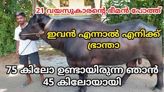 ഇവൻ എന്നാൽ എനിക്ക് ഭ്രാന്താണ്! കണ്ണൻ്റ ഭീമൻ പോത്ത്