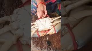 Mud Crabs (మండ పీతలు) #food #shorts #trending #foodie #ytshorts #fishmarket #yt #mudcrab #nellore