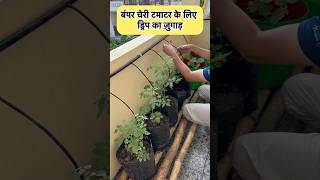 खूब सारे टमाटर और खीरे लेने के लिए लगाओ ये जुगाड़ ड्रिप सिस्टम #organicgardening #vegetablegarden