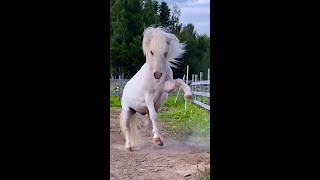 Funny Horses Show Strength Try Not To Laugh It's Really Strongest Horse Funny Video 2022 # 63