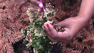 Blueberry Hand Pollination: Berries Series-Episode-3