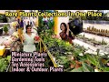 வீட்டை அழகு படுத்த🌼ஒரு செடியாக இருந்தாலும் டெலிவரி /Best and Cheapest Nursery Indoor &Outdoor plant