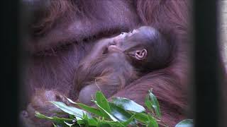 生後17日齢　ボルネオオランウータン　レンボーと赤ちゃんと弟路郎　②　Bornean orangutan　円山動物園　2020.2.20