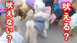 吠える犬が1年半ドッグランに通ったらこうなりましたトイプードル】[4K]