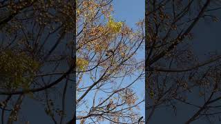 Black bulbuls eat fruit in Taichung Central Park 台中中央公園紅嘴黑鵯吃果實