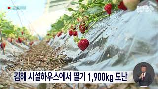 김해 시설하우스에서 딸기 1,900kg 도난 (2024.01.15/뉴스데스크/MBC경남)