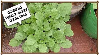 சுண்டைக்காய் செடியிலிருந்து மரம் வரை..!!how to grow turkey berry from seeds!!