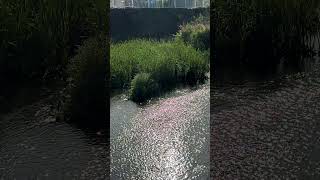 【４K映像】朝の川　morning river