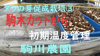 タラの芽促成栽培③ 駒木カットから加温初期  目指せ100品目　邑南町　駒川農園