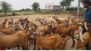 PURE JATAN GOATS || TOP MILKING GOAT BREED OF SINDH || SARDAR SHAH FARM UMAR KOT