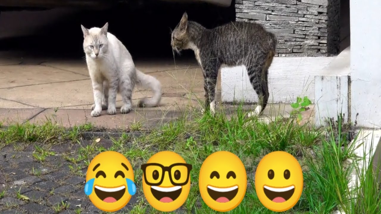 Kitten Meowing To Attract Cats Moments Youtube