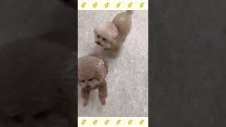 犬のようちえん・ほいくえん・お泊りトレーニング#子犬しつけ #プードル＃犬のしつけ#shorts