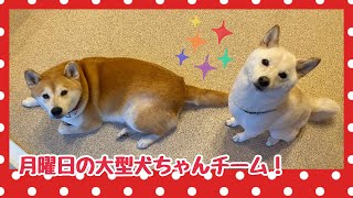 【犬の幼稚園】紫竹山店✨月曜日の大型犬ちゃんチーム✨