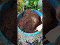 what is coco peat , how to use it , benifits of coco peat