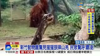 新竹動物園驚見猩猩狠摔山羌 民眾驚呼:霸凌!│中視新聞 20220130