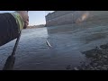 skipjack fishing how to catch skipjack herring with sabiki rig catch n freeze best catfish bait