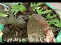 இதைவிட சிறந்த இயற்கைஉரம் இல்லங்க the best fertilizer fruit and vegetables plants terracegardan video