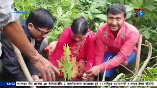 कञ्चनपुरको पुनर्वासमा हरियाली र सुन्दर नगरपालिकाको परिकल्पना सहित  कृषि सडकमा वृक्षरोपण