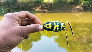 Lucana Muller Frog 🐸 Lure 70mm 18g | Snakehead hunting with lucana frog 🐸🐸 | MY LURE COLLECTION |