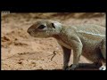 Ground Squirrels Tease a Poisonous Cobra  Wild Africa  BBC Earth