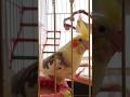 #birds #cockatielsinging #parrot #cockatoos #cockatiel #cockatielslove #pets #cockatielsing #cute