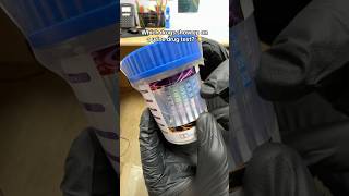 How Urine Drug Tests Really Work