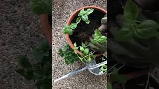 PSA: That basil plant you bought from the store is actually SEVERAL