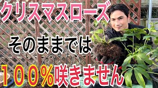 【クリスマスローズ】元気を取り戻すため今やるべき作業を実践解説します！【園芸】【ガーデニング】