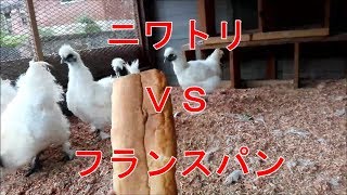 ニワトリ　VS　フランスパン　Chicken VS French bread