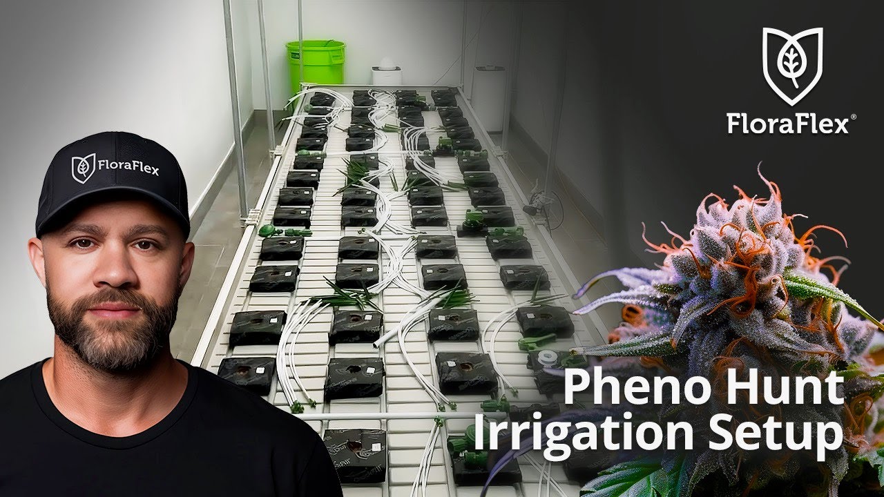 Pheno Hunt Irrigation Setup Youtube