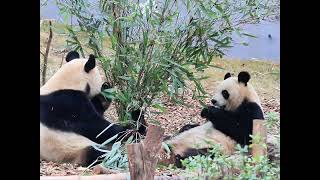 今天奶爸给俩胖闺女加餐！好温柔呀：润玥！润玥！#panda #大熊猫润玥 #大熊猫艾玖