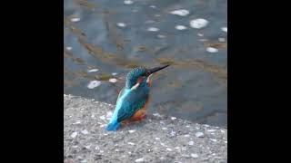 カワセミ調布地区お父さんショート 2024 10 13 #カワセミ #野鳥 #birds #wildlife #nature #自然観察ぶらり散歩