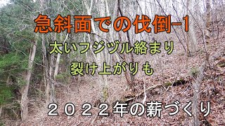 【2022年の薪づくり】急斜面での伐倒ー１