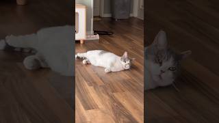 Funny cat #fun #funny #animals #youtubeshorts #cat #shorts #tiktok #trending #viralvideo