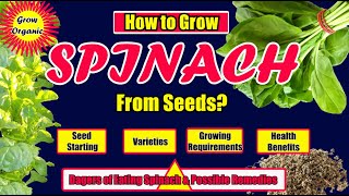 How to Grow Spinach From Seeds |Spinacia oleracea| बीजोंसे पालक कैसे उगाये