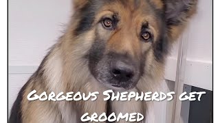 Gorgeous German Shepherd | Funny Puppy first groom