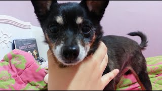 3D Korean 한국어 ASMR/깜복이\u0026여미소개하기/Introduce my Dog's/Binaural/Soft speaking