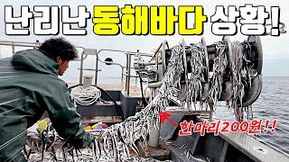 낚시..아니 조업으로 하루매출 1300만원을 번다구요?! 저도..어부 도전합니다!!