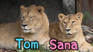 ライオン　トムくんとサナちゃん　寄り添いあっています　【浜松市動物園】Lion Tom-kun Sana-chan Hamamatsu Zoo