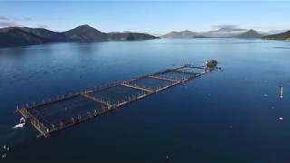 NZ King Salmon, View of seabed under salmon farms, Marlborough Sounds, New Zealand