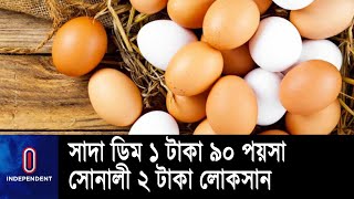 উৎপাদন খরচ বেড়ে যাওয়ায় রাজশাহী জেলায় ২৫ হাজার মুরগীর খামার বন্ধ || Rajshahi Poultry