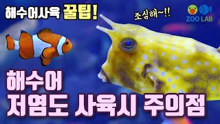 해수어 키우기, 해수어 저염도 사육법, 해수어 잘 키우는 법 FO (Fish Only ) 어항 운영