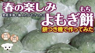 よもぎ餅の作り方　餅つき機でつく簡単レシピ　〜春、よもぎを摘んで、よもぎ餅・草もち〜