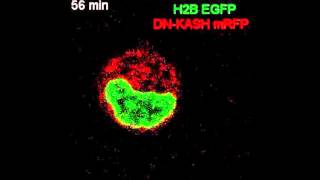 Nuclear deformability and telomere dynamics are regulated by cell geometric constraints